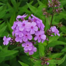 Phlox paniculata Hesperis Sommerphlox kleinblumig violett duftende Flammenblume